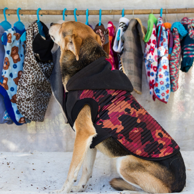 A tan and black dog wearing a hooded camouflage pet jacket, sitting in front of a clothing rack holding various colorful dog outfits.