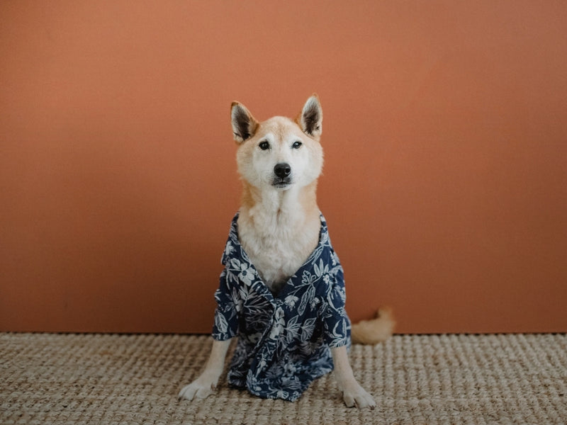 A small dog sitting on a woven rug in front of a solid terracotta-colored wall, wearing a navy blue and white floral-patterned shirt.